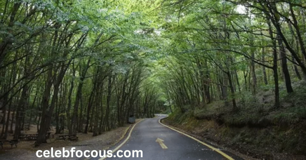 The Investigative Life-Story Format Changing Modern Biography Writing:
