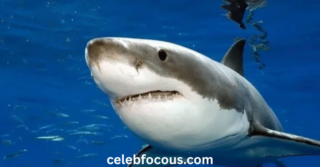 Celebrity Memoir Books  How the Federline Spears Drama Is Fueling the Tell-All Boom
