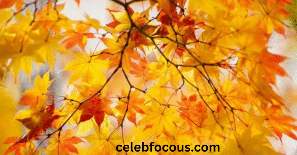 The Investigative Life-Story Format Changing Modern Biography Writing:
